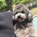 쁘띠 펫 살롱 이미지