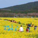 서귀포 봄여행 가시리에 핀 유채꽃과 성산맛집 방문후기 이미지