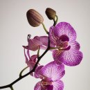 여송지성 이미지