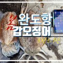 삼천포수협 앞 | 완도항 갑오징어 포인트 신발짝 뽑은 곳 총정리 1탄