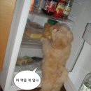 안녕차야