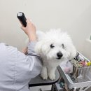 덴탈 매니저 | 신도림/애견미용 궂은 날씨에 픽드랍 이용한 미용실 솔직 후기