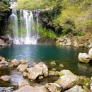 제주 천제연 난대림 이미지