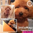 멍멍헤어 이미지