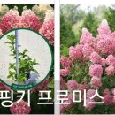 러브핑키