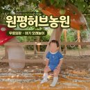 새화성농장 | 화성 아이랑 가볼만한곳 원평허브농원 무료 모래놀이 솔직후기