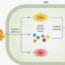 웰빙타운로 이미지