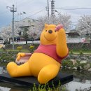 대동천 | [대전중구] 소제동 곰돌이푸 팝업 푸크닉 후기! 대동천 벚꽃길 개화현황🌸