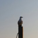 강화젓갈;수산