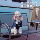 운동장 | 영종도 애견 대관 운동장 후기｜타견 없이 공놀이 가능한 프라이빗 공간