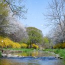 인천대공원 벚꽃앤딩 이미지