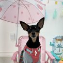 빕구르멍 이미지