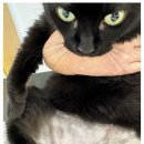 24시 라인동물의료센터 이미지