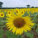 (주)아이들팜 이미지