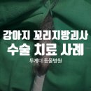 투게더동물병원 | 강아지 꼬리 지방괴사 수술 후기 송도4동동물병원 [투게더 동물병원]