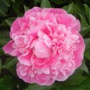 핑크파르페 이미지