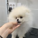 토브 펫 살롱 이미지