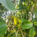 서정호 황칠 S&PANAX 이미지