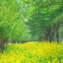 광릉숲음식문화특화테마거리 | 봄날의 당진 완전정복! 합덕제 유채꽃 + 카페피어라 청보리 한 번에 즐기기 [2026 봄여행]