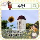 대신소부자2농장 | 수원가볼만한곳 탑동시민농장 해바라기명소 주차 일출명소 애견동반 산책코스 후기