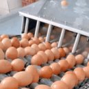 계란빵 만들기 이미지