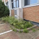 (주)높임 | 군자중학교 예초 및 관목전정 작업 후기-쾌적한 교육환경을 위한 조경 유지관리
