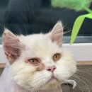 엉클스캣 이미지