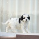 유어펫 라운지 강아지분양 이미지