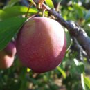 장고농장 이미지