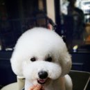 페츠비동물병원 이미지