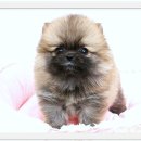 브리더클럽 | 오산포메라니안분양 기다림마저 설레는 이유