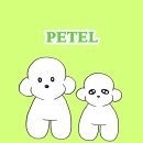 붐애견 | 강릉 애견 동반 숙소 컴페니언 by 경포 페텔 예약