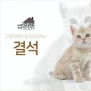 광주 송정동 동물병원 + 고양이 결석 원인은 ? 이미지