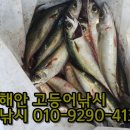 F1낚시