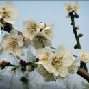 밤나무골농장 | 2016년 매화축제/매화개화시기/광양매화축제의 모든 것♡