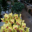 꽃나라화원 이미지