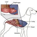 24시 대전동물의료센터 이미지
