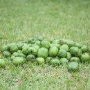 하늘사랑농원 이미지