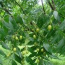 님 트리 (Neem Tree) 이미지