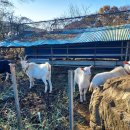 큰고을농원 이미지