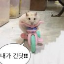 당일꽃배달 메인플라워 전국 꽃바구니 배달 내돈내산 후기