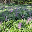 자연송림 이미지