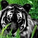 호랑이 유도관 이미지