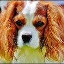 강남동물메디컬센터 이미지