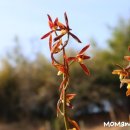 꽃보다 보세 이미지