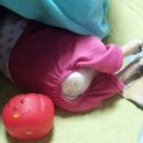 힐링 제대로 되는 귀여운 강아지, 고양이 자게 캡쳐 이미지