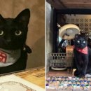 묘생역전 이미지