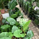 알로카시아 이미지