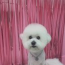 더(The)예쁘개 이미지