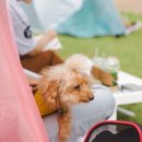 펫크닉 | 서울공예박물관 펫크닉 반려견이 반한 공예 체험후기